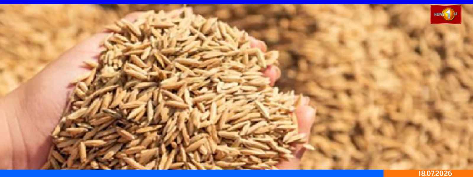நெல் கொள்வனவு: 305 மெட்ரிக் தொன் கொள்முதல்